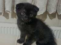 Siyah scottish fold