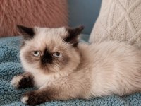 Exotic longhair yavru