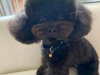Ev ortamından siyah toy poodle yavrular