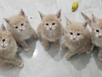MAİNE COON YAVRU KEDİLERİMİZ
