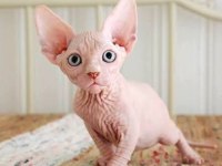 İSTANBUL SFENKS CİNSİ KEDİ SAHİPLENMEK İSTİYORUZ