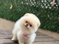 Pomeranian boo yavruları