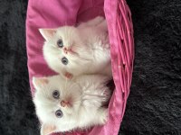 Ücretli sahiplendirilecektir british shorthair