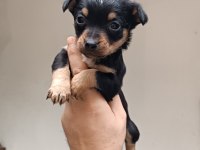 Minyatür pinscher