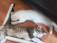 Beyaz dışı diğeri erkek kedilerin sahiplendirilir