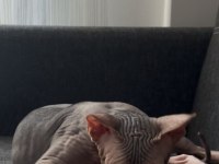 4 Aylık Erkek Eşyalarıyla Beraber Sfenks