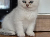 BRİTİSH SİLVER SHORTHAİR