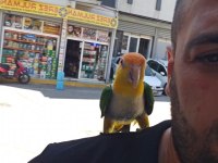 FULL EVCİL MASKOT KAYIK PAPAĞANI