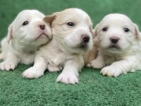 Kar beyaz maltese bebekler