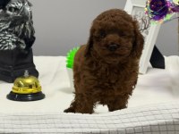 TUVALET EĞİTİMLİ KİLO GARANTİLİ TOY POODLE YAVRULARIM