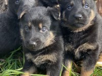 Alman Kurt Köpeği Yavruları