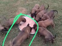 Yeni yuvalarını arayan malinois köpekler