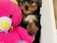 Çok şeker yorkshire terrier