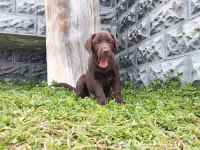 Labrador Yavrularımız