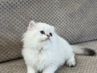BRITISH LONGHAIR YAVRUMUZ