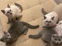1 Mayıs doğumlu Scottish Fold ve British Blue Point
