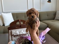Baby Face Erkek Poodle