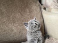 British Shorthair Gri Yavrular