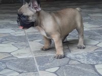 FRENCH BULLDOG DİŞİ YAVRULAR
