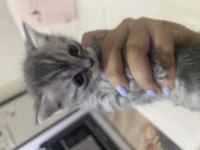 British shorthair kedimiz