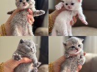 British shorthair beyaz silver ve blue yavrular