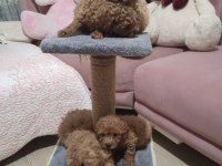 Toy poodle yavrular