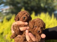 Orjinal Irk Ve Sağlık Garantili Toy Poodle Bebeklerimiz