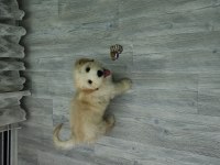 4 aylik yavru maltipoo