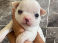 Chihuahua yavru köpeğimiz