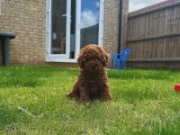 Toy Poodle Arayanlara Özel Sağlık Garantili