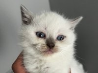 40 günlük blue point british shorthair yavrular