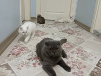 1 yaşında scottish fold