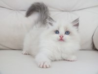 Full şecereli ragdoll yavruları