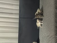 Güzel british shorthair bebeklerim yuvalarına gitmeye hazır