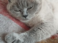 British blue point ve yavrusu scottish fold