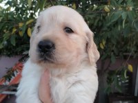 Golden Retriever yavrularımız ırk garantilidir