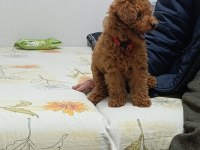 Toy poodle bebeklerimiz