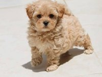 Eşsiz kalite de maltipoo