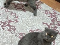 Scottish fold kediler