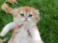Show Kalite Orange British Longhair