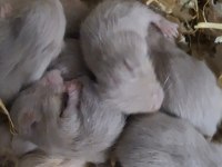 Yavru hamster ve yavru tavşan