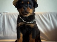 A şecereli erkek rottweiler yavrularım