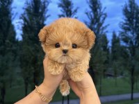 Özenle Büyütülen Aşılı Toy Poodle Yavrular