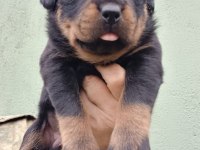 Rottweiler yavruları ırk garantilidir