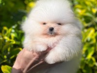 Pomeranian boo bebek yüz dişi yavrumuz