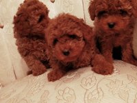 Show kalite redbrown kore toy poodle yavrularımız
