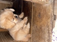 Pamuk pekinez köpekler