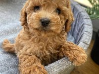 Toy Poodle Kore Yavrular
