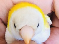 Gökkuşaği ispinozu (Goldian finch)