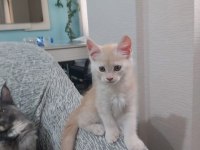 Safkan Maine Coon Yavruları 3 Aylık
